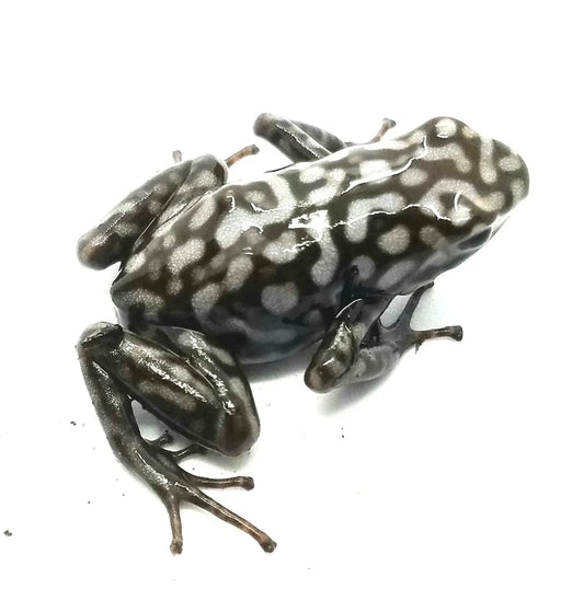 Dendrobates Auratus Pena blanca