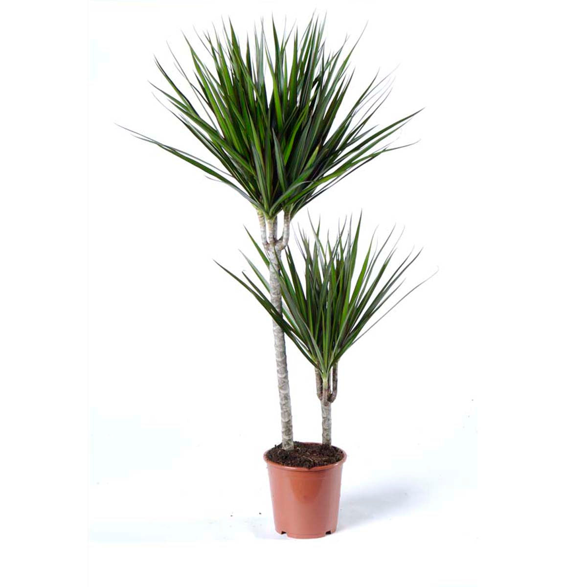 Dracena marginata