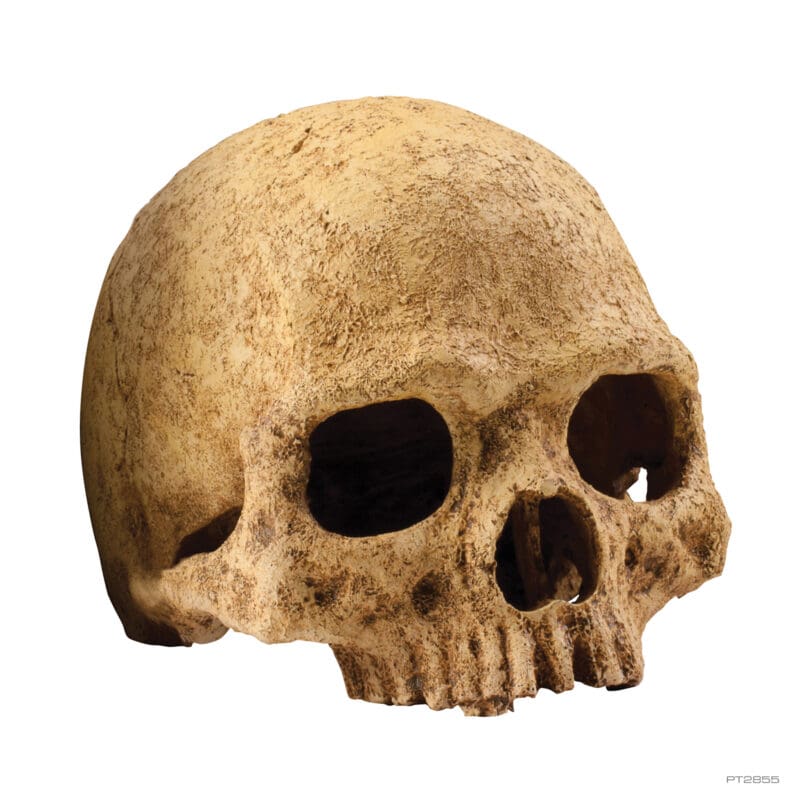 Primate skull