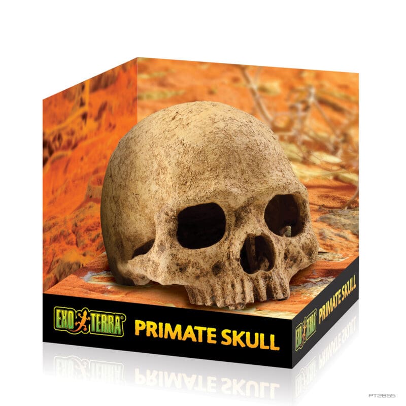 Primate skull