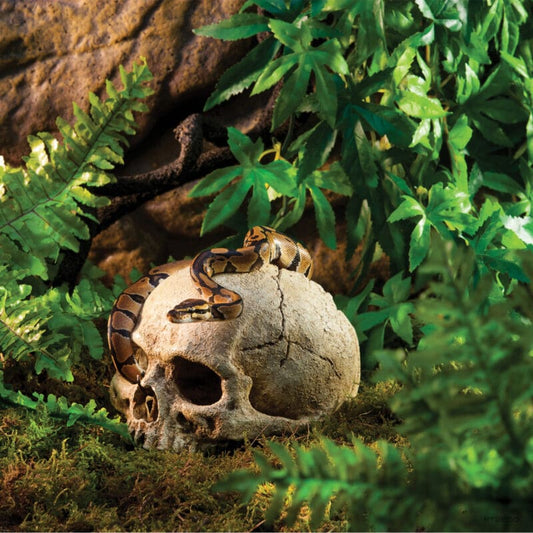 Primate skull