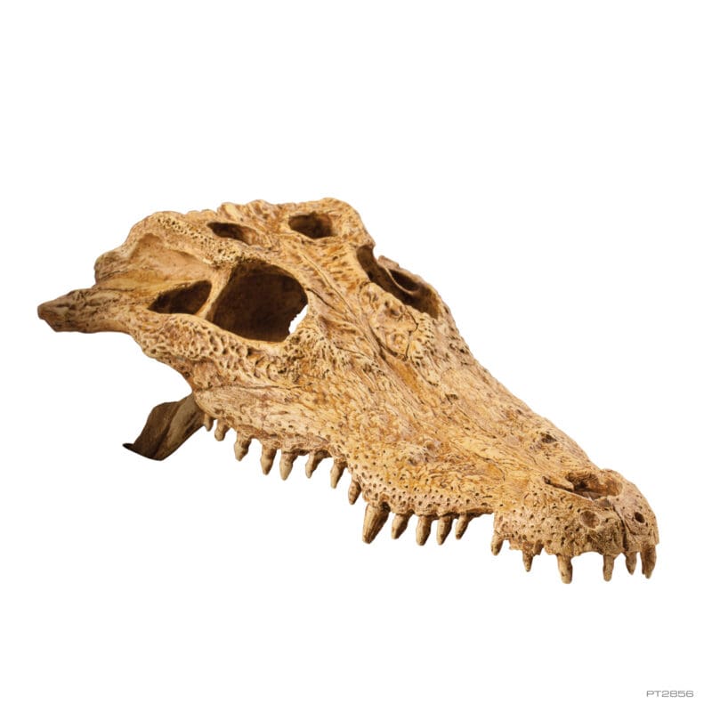 Crocodile skull