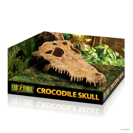 Crocodile skull