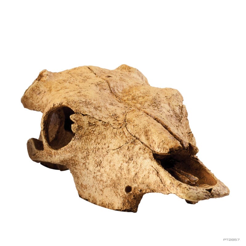 Buffalo skull