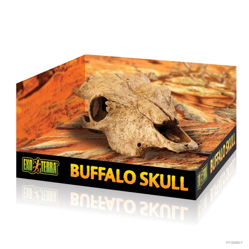 Buffalo skull