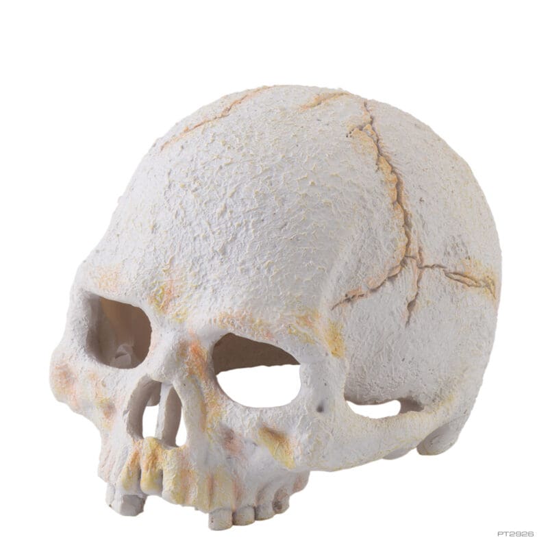 Small skull (Primate,Buffalo,Tortoise)