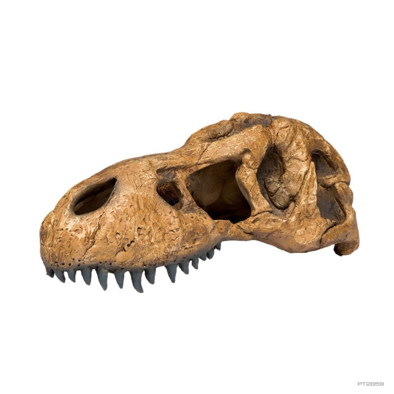 T-Rex skull