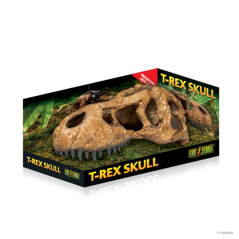 T-Rex skull