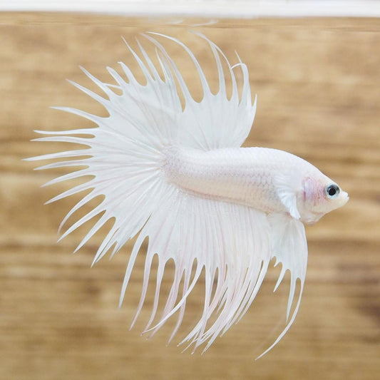 Betta crowntail white