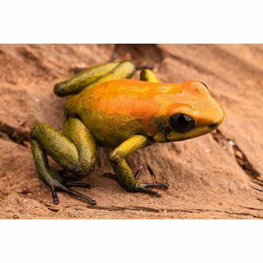 Phyllobates bicolor