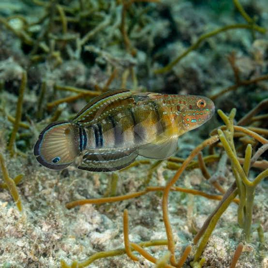 Amblygobius phalaena