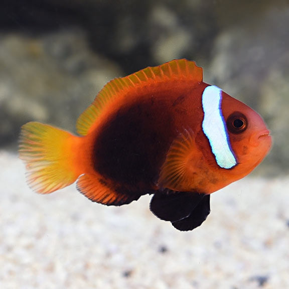 Amphiprion melanopus