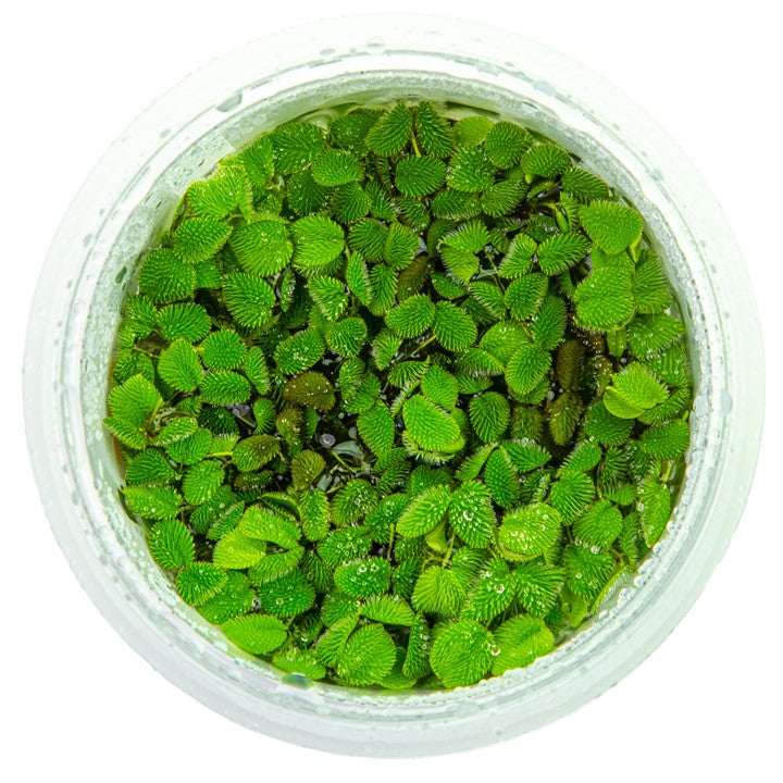 Salvinia minima