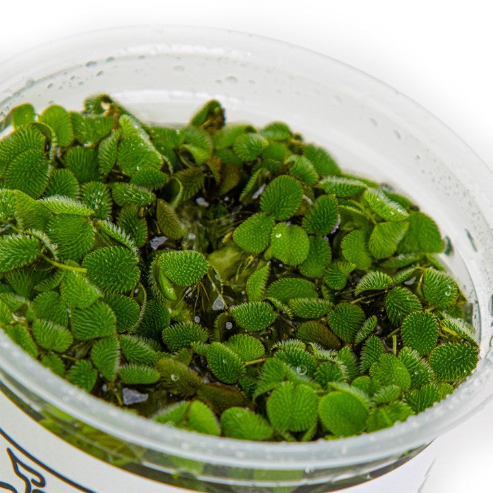 Salvinia minima