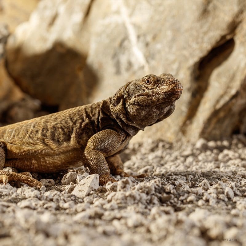 Stone Desert Bahariya Black