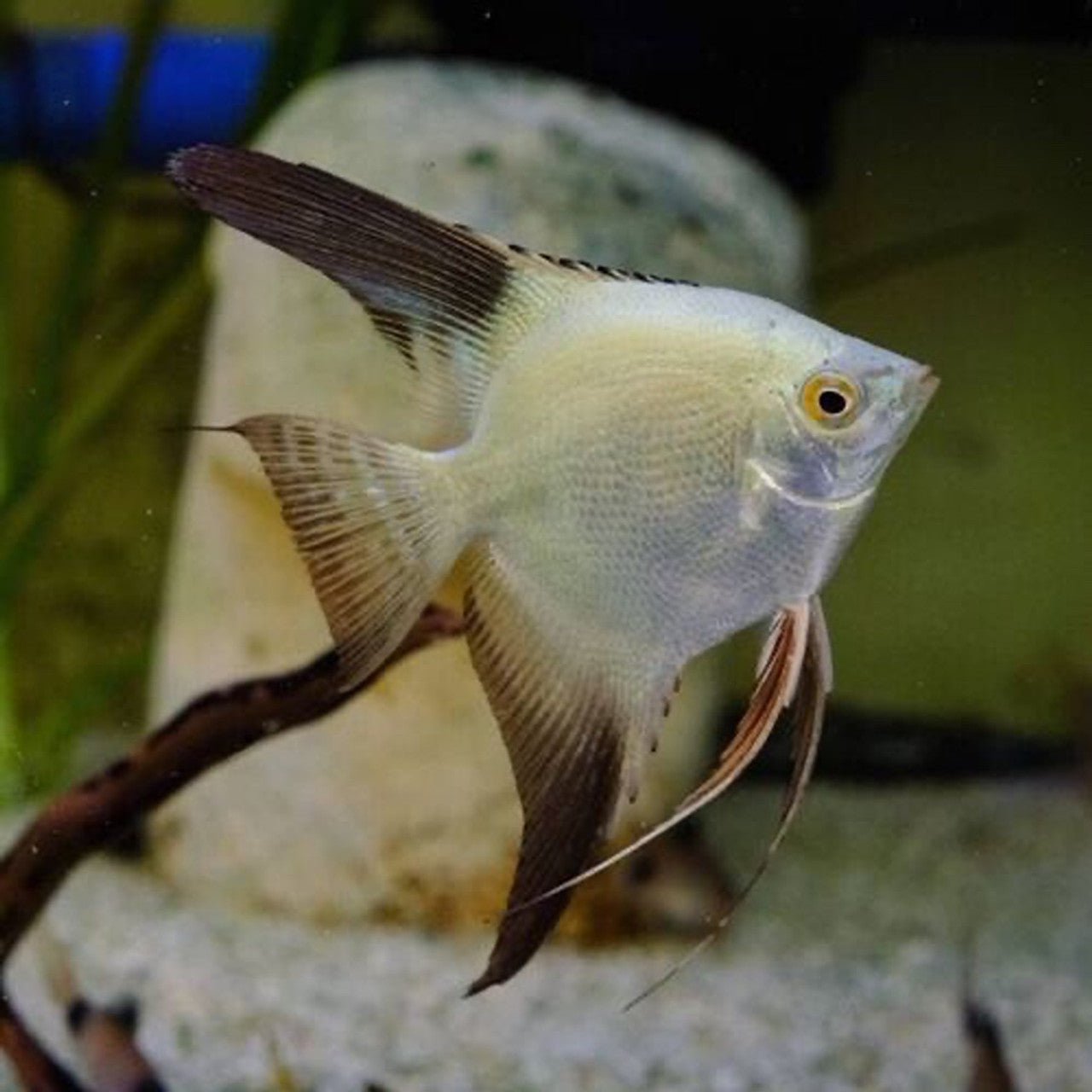 Pterophyllum scalare Bulgarian seal points