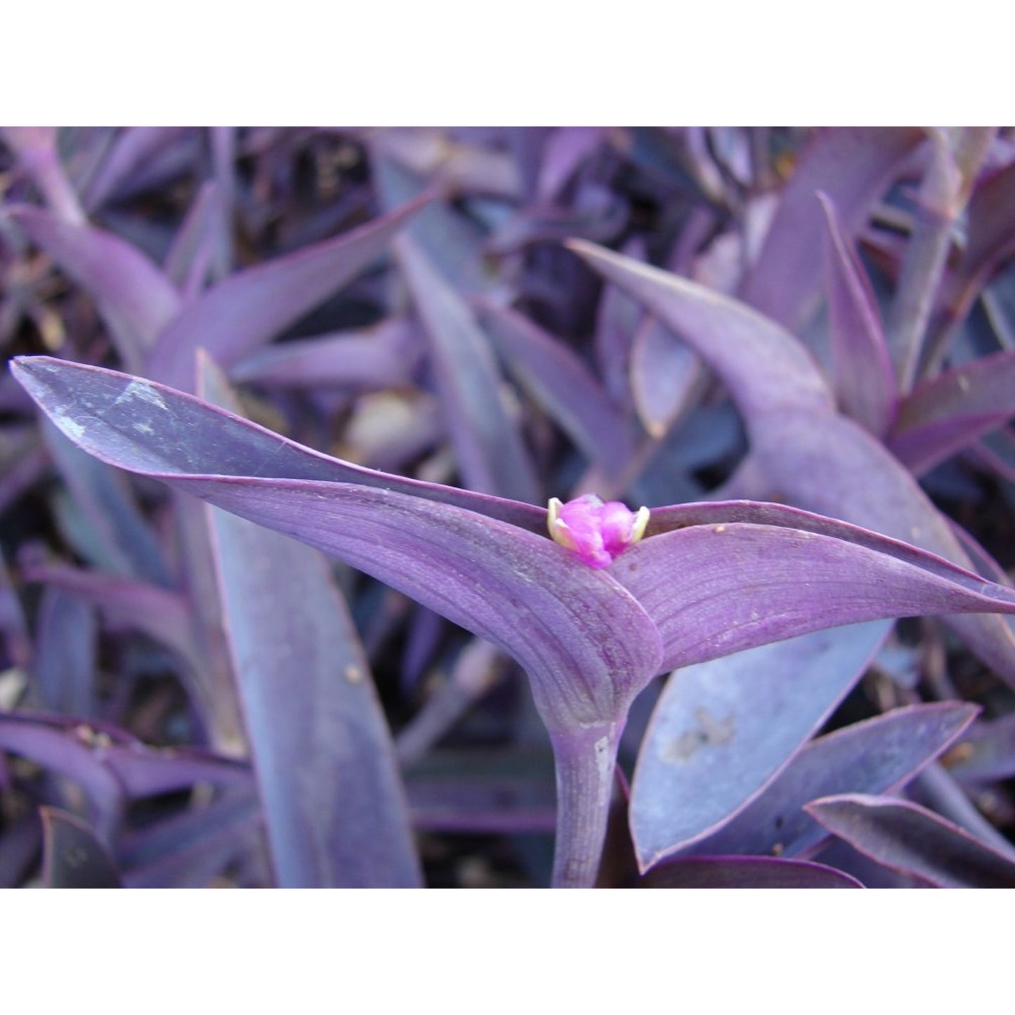 Tradescantia Violet