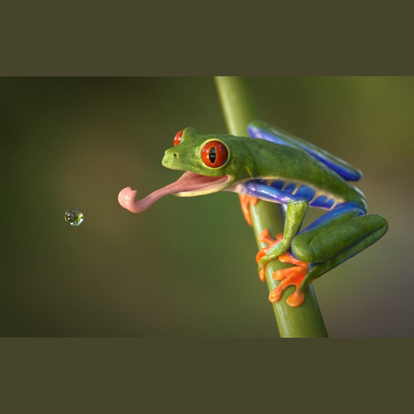 Raganella dagli Occhi Rossi (Agalychnis callidryas) - Guida per l'Allevamento | Animal Instinct