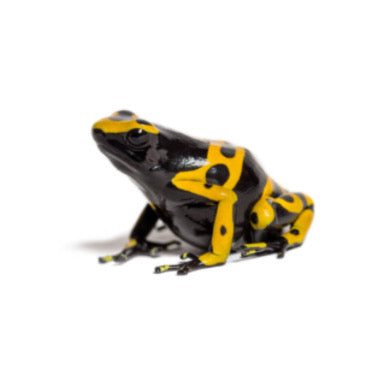 Dendrobates Leucomelas in vendita - Rane Freccia dal Colore Vivace