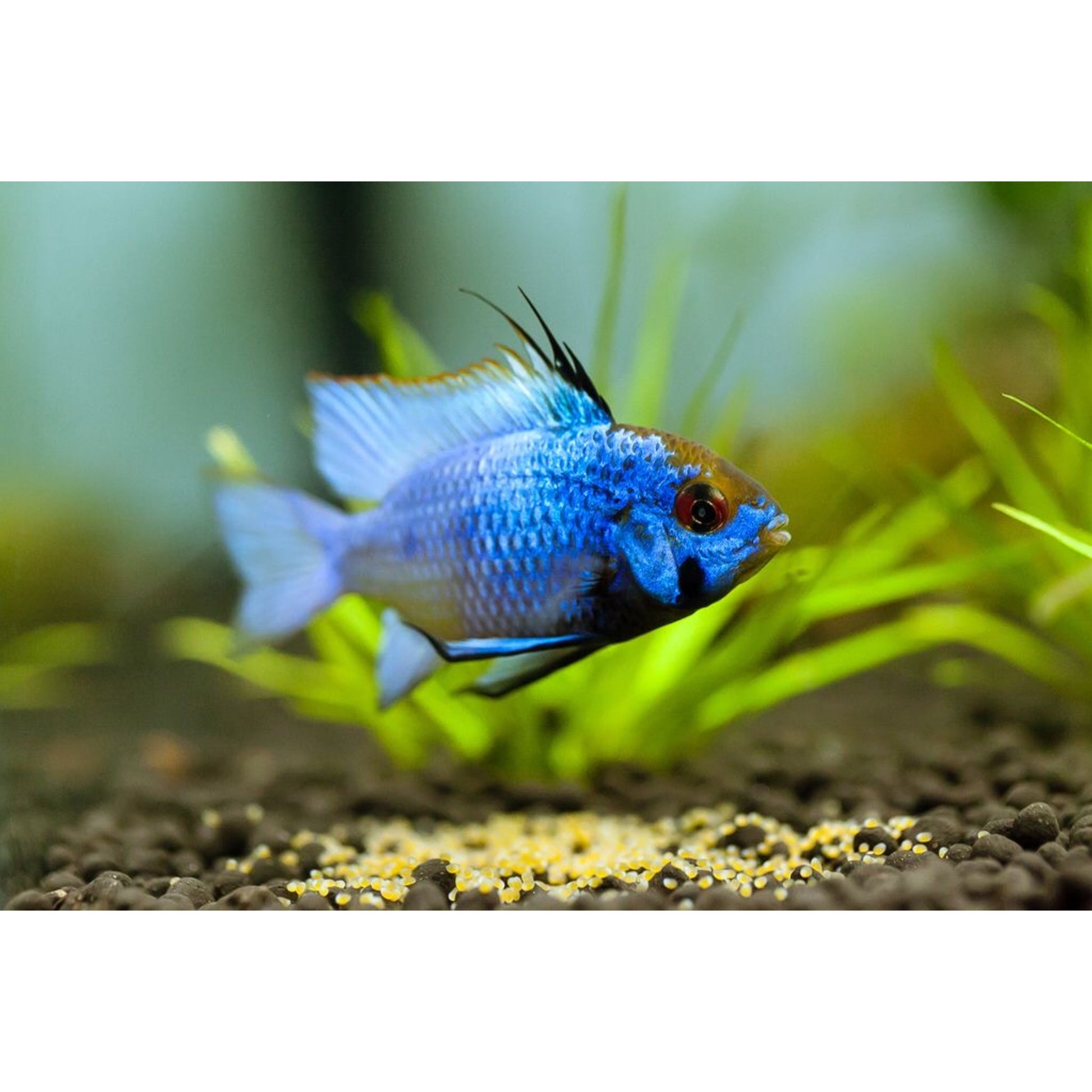 Mikrogeophagus Ramirezi Blue Electric | Animal Instinct Roma