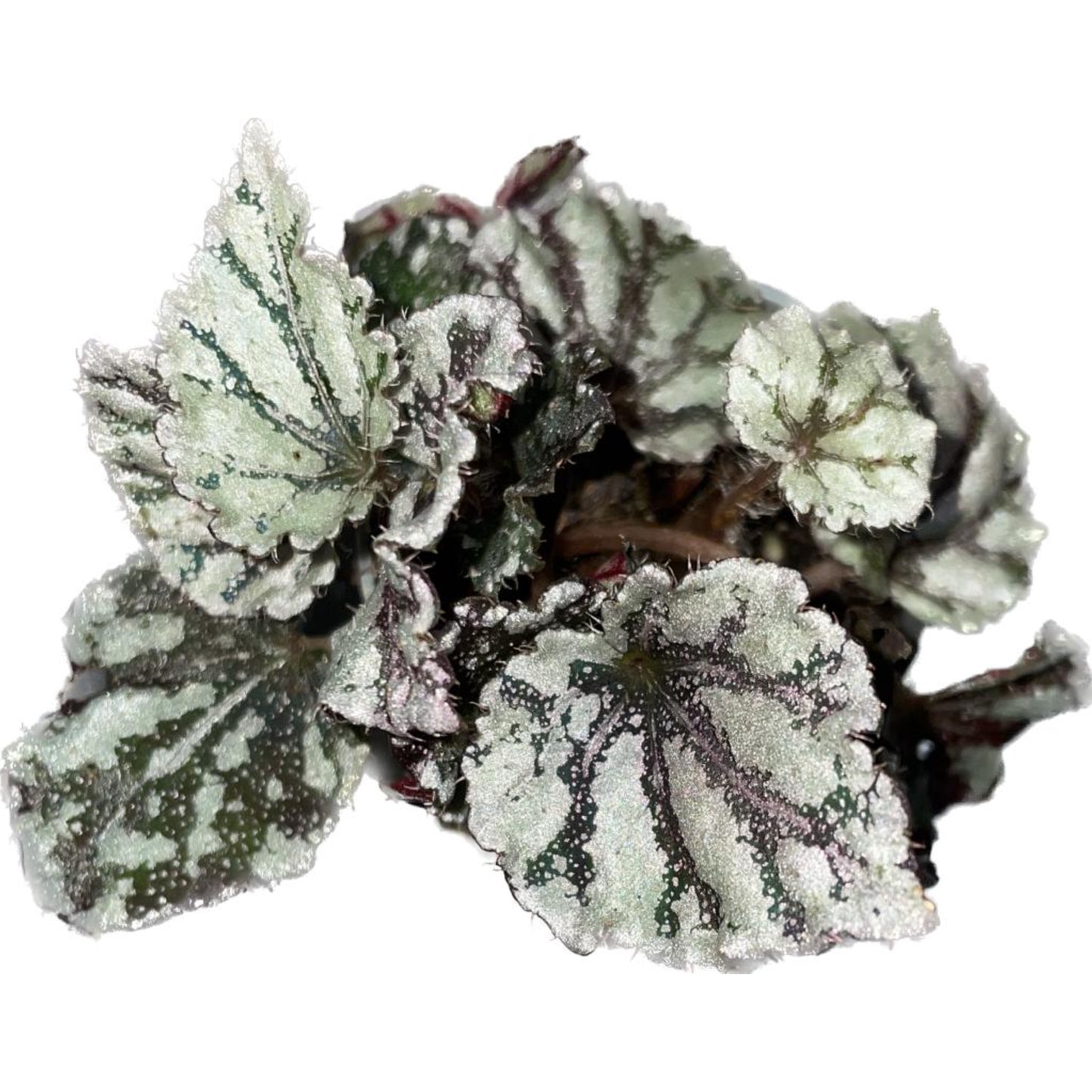 Begonia Phenogramma