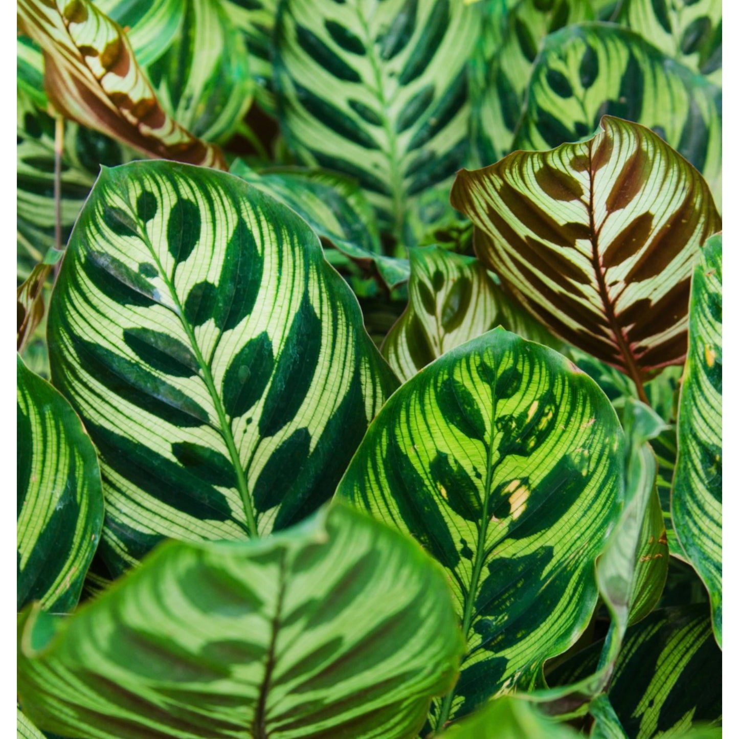 Calathea Makoyana