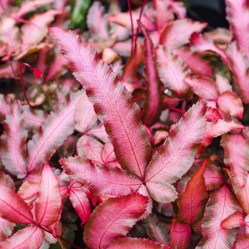 Pteris Albolineata make up