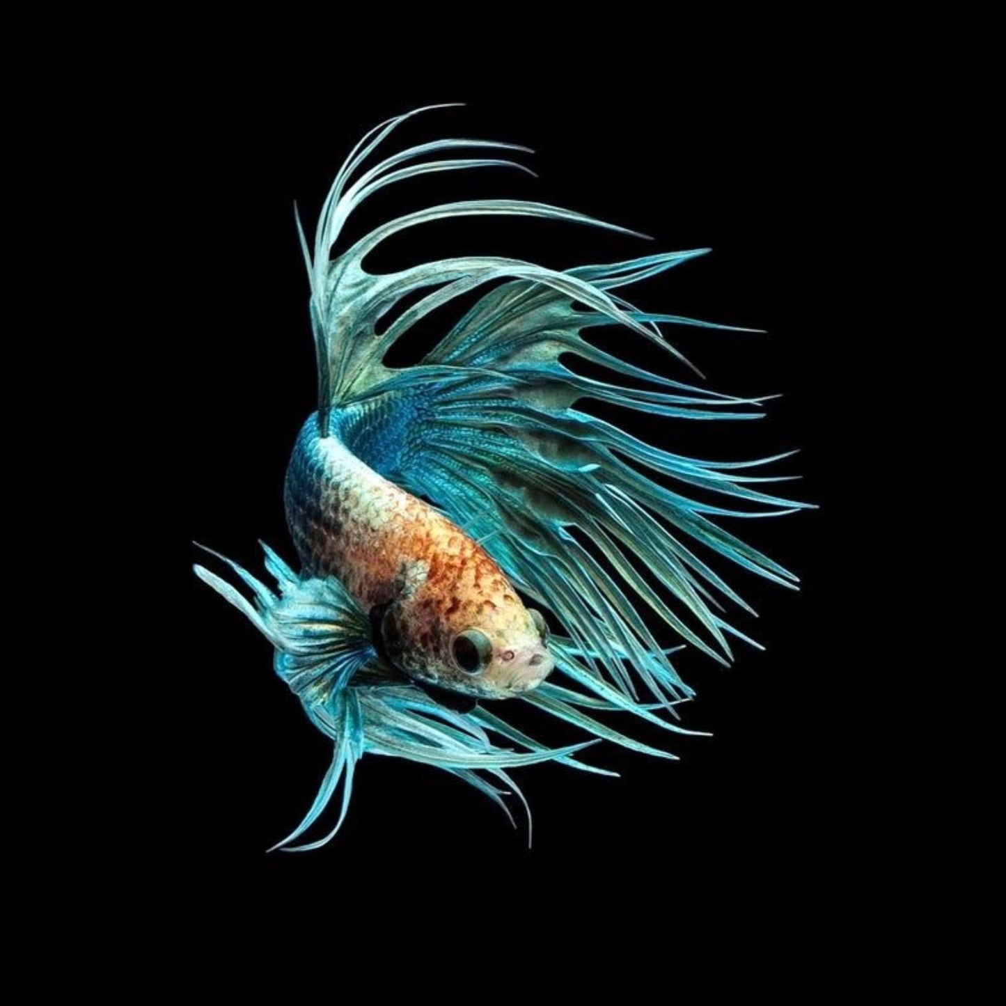 Betta Splendens Crowntail