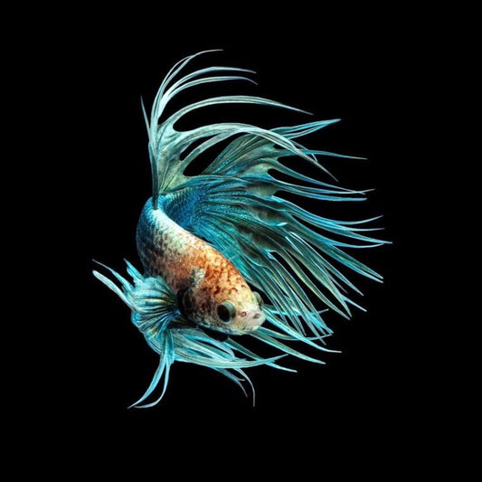 Betta Splendens Crowntail