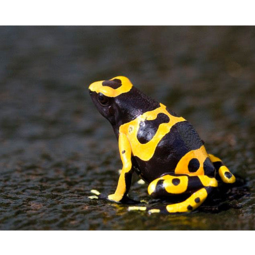 Dendrobates Leucomelas in vendita - Rane Freccia dal Colore Vivace