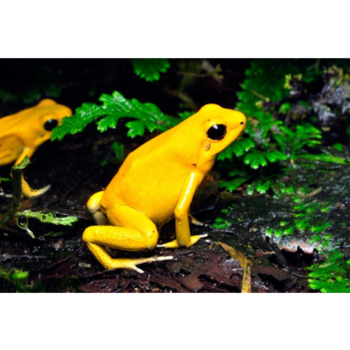 Phyllobates Terribilis 'Yellow' - La Rana Dorata più Velenosa del Mondo | Animal Instinct