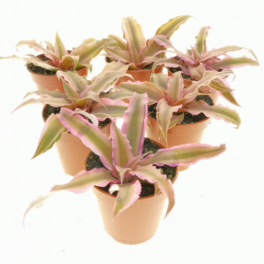 Cryptanthus bivittatus 'Ruby'