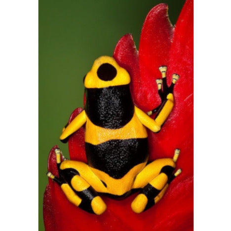 Dendrobates Leucomelas in vendita - Rane Freccia dal Colore Vivace