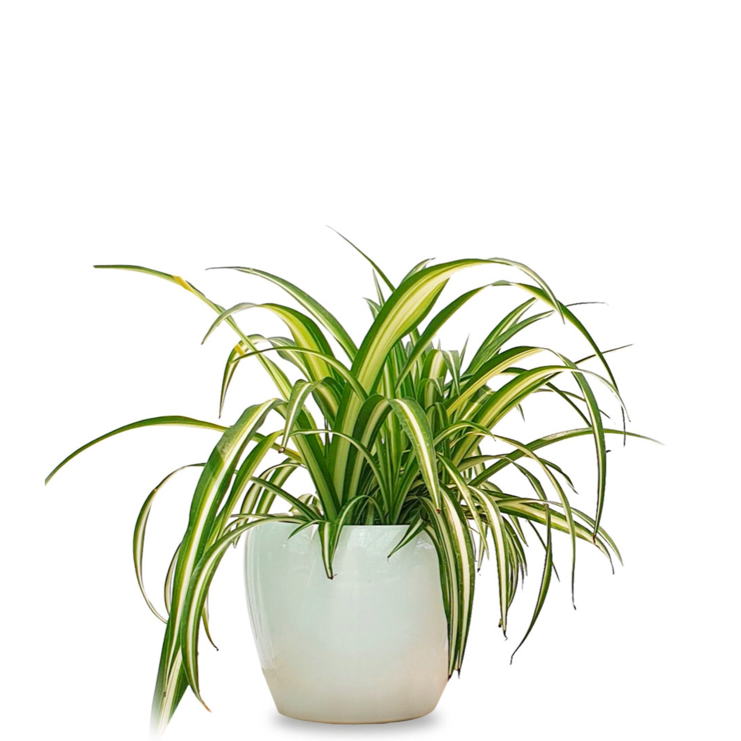 Chlorophytum