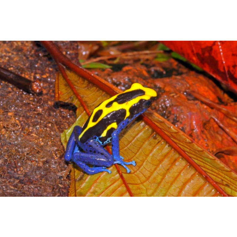 Dendrobates Tinctorius Brazil - Rana Freccia Esotica in Vendita