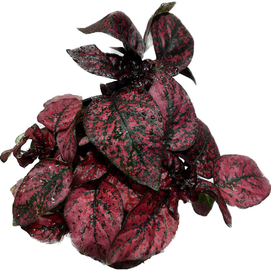 Fittonia extra Red