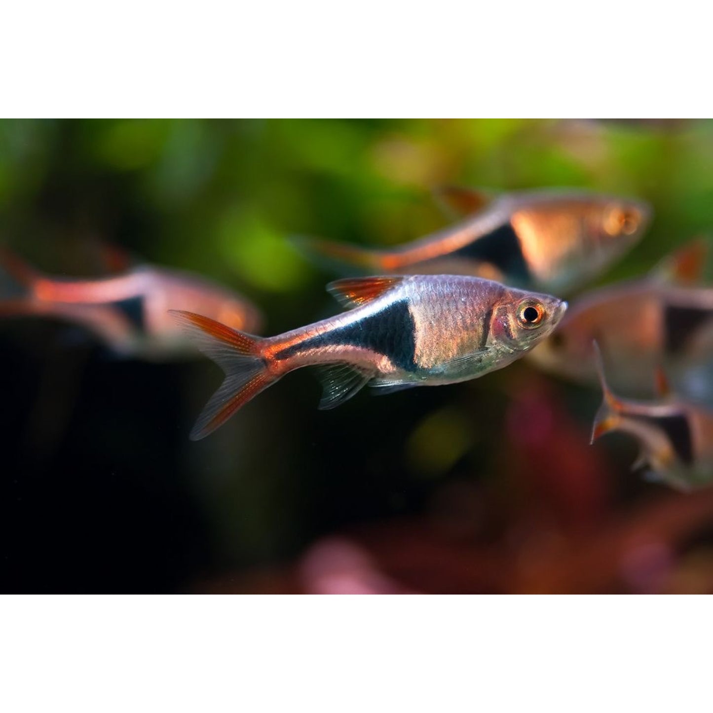 Rasbora heteromorpha