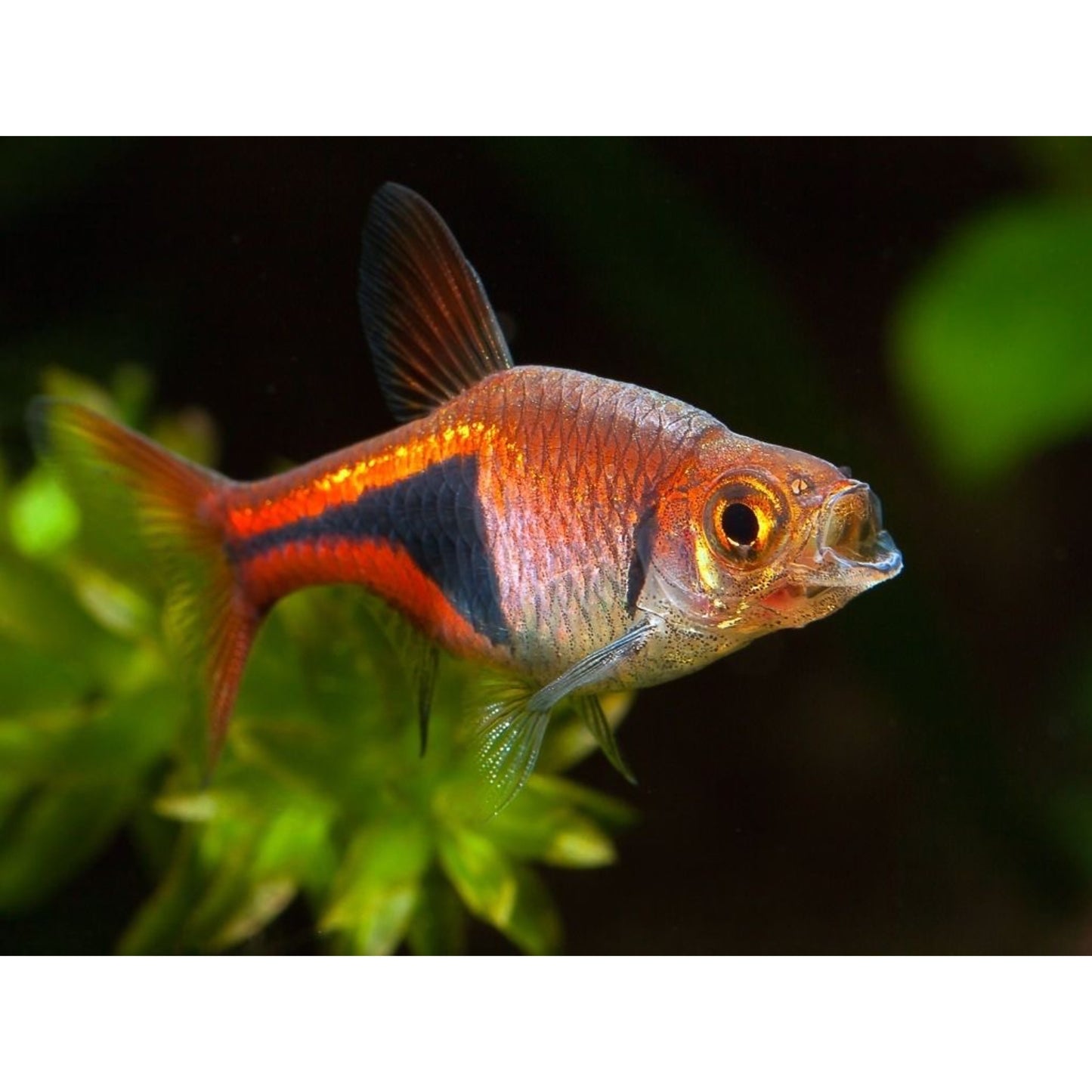 Rasbora heteromorpha