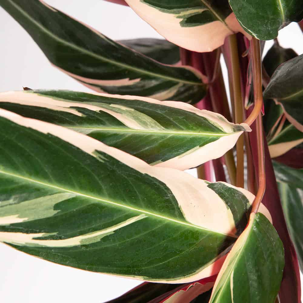 Calathea Triostar