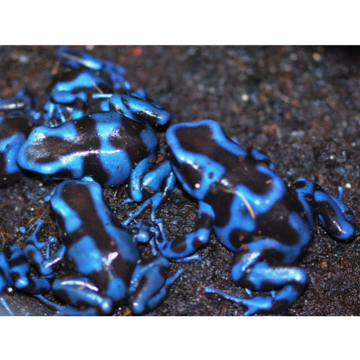 Dendrobates Auratus Superblue in Vendita - Animal Instinct