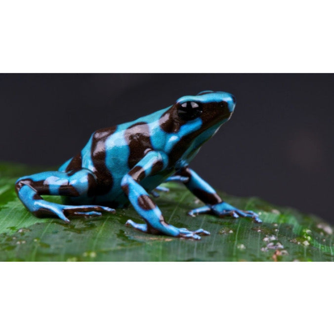 Dendrobates Auratus Superblue in Vendita - Animal Instinct