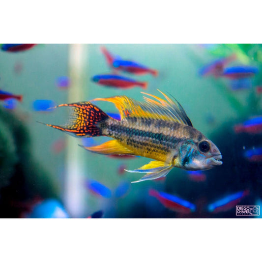 Apistogramma cacatuoides - Pesce Nano dell'amazzonia - Animal Instinct