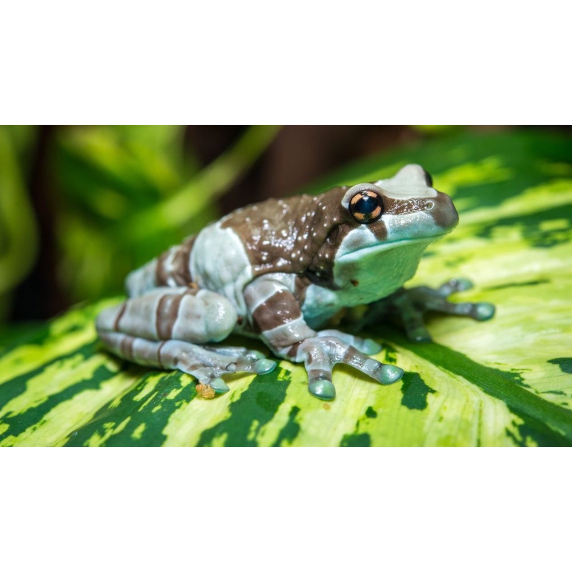 Trachycephalus resinifictrix: Guida alla Cur​a e All​evamento della Milk Frog | Animal Instinct