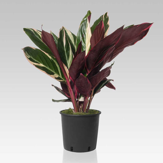 Calathea Triostar