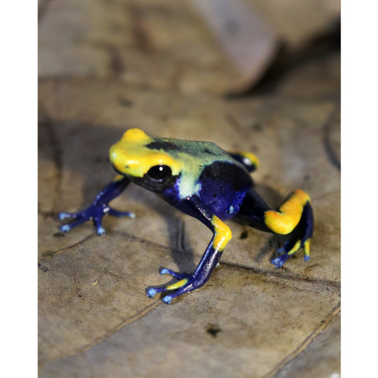 Dendrobates Tumucumaque in Vendita - Animal Instinct