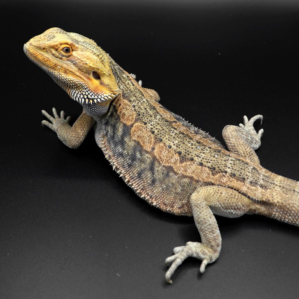 Pogona Vitticeps. Drago Barbuto.