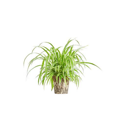 Chlorophytum