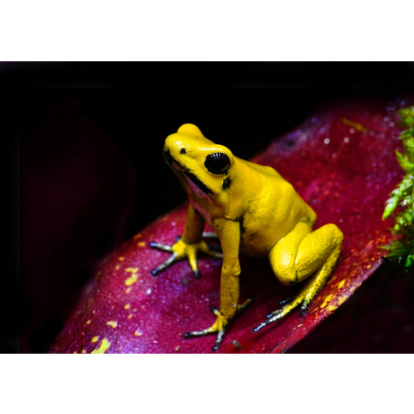 Phyllobates Terribilis 'Yellow' - La Rana Dorata più Velenosa del Mondo | Animal Instinct