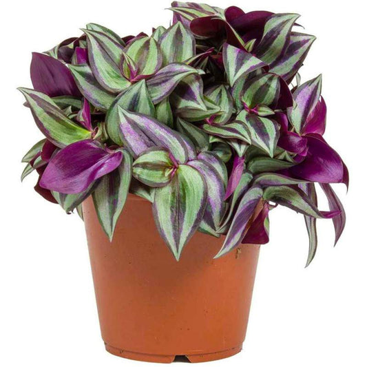 Tradescantia Zerbina