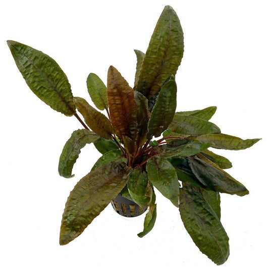 Cryptocoryne Tropica